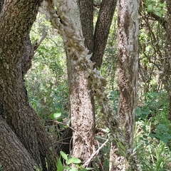 Strophanthus gerrardii