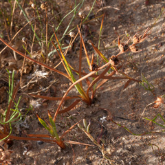 Babiana angustifolia