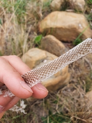 Philothamnus hoplogaster