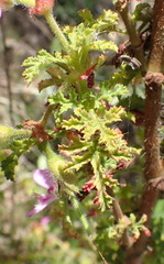 Pelargonium quercifolium