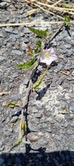 Convolvulus capensis