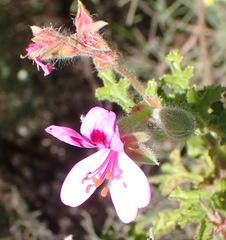 Pelargonium quercifolium