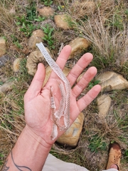 Philothamnus hoplogaster