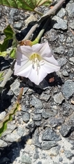 Convolvulus capensis