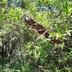 Strophanthus gerrardii