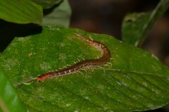 Scolopendromorpha