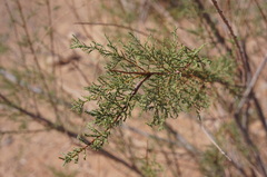 Tamarix gallica