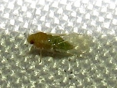 Heteropsylla