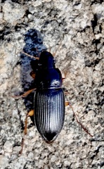 Harpalus