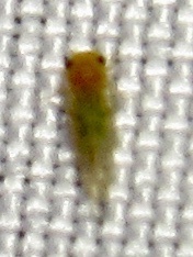 Heteropsylla