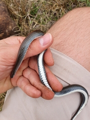 Duberria lutrix