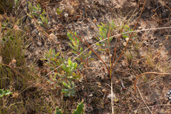 Protea scolymocephala