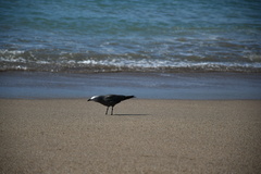 Leucophaeus modestus