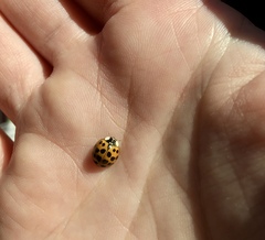 Harmonia axyridis