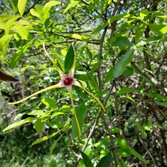Strophanthus gerrardii