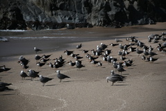 Leucophaeus modestus