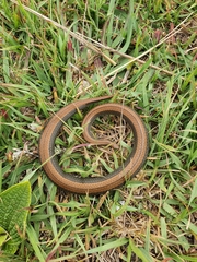 Duberria lutrix