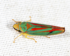 Graphocephala fennahi
