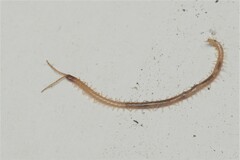 Geophilus flavus