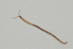 Geophilus flavus