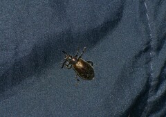 Lagria villosa