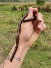 Afrotyphlops bibronii