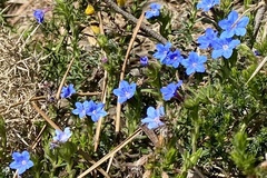 Glandora prostrata