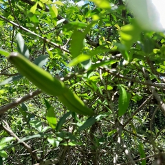 Strophanthus gerrardii