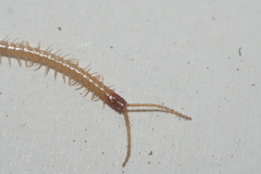 Geophilus flavus