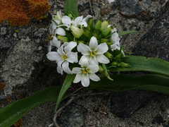 Zephyra compacta