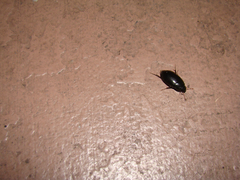 Hydrobiomorpha casta