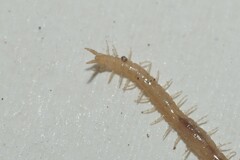 Geophilus flavus