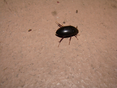 Hydrobiomorpha casta