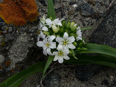 Zephyra compacta