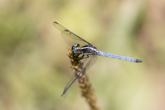 Dasythemis