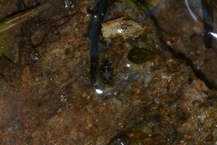 Chartoscirta cocksii