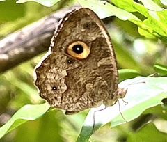 Heteropsis subsimilis