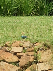 Acanthocercus atricollis