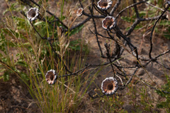 Protea scolymocephala
