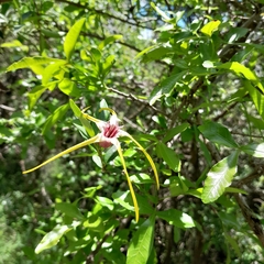 Strophanthus gerrardii