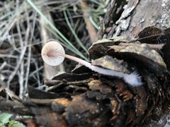 Mycena seynii