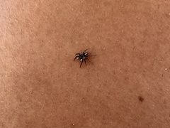 Leptofreya ambigua