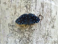 Hamadryas laodamia saurites