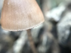 Mycena seynii