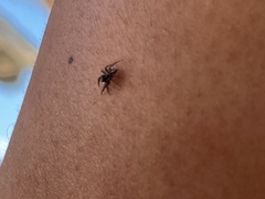Leptofreya ambigua