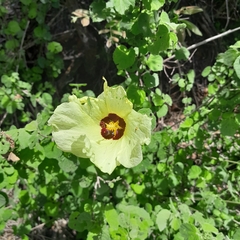 Hibiscus calyphyllus