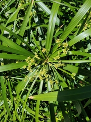 Cyperus alternifolius
