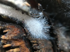 Mycena seynii