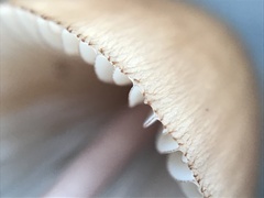 Mycena seynii