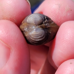 Corbicula fluminea